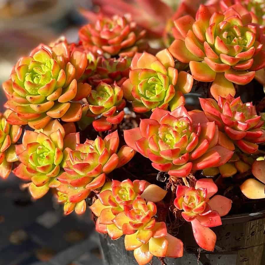 Sedeveria Letizia
