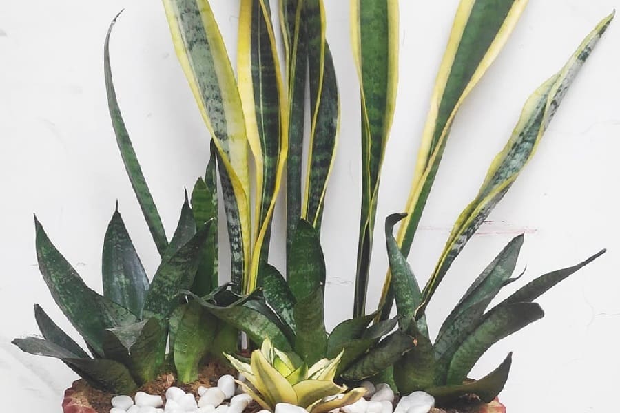 can you plant different types of snake plants together