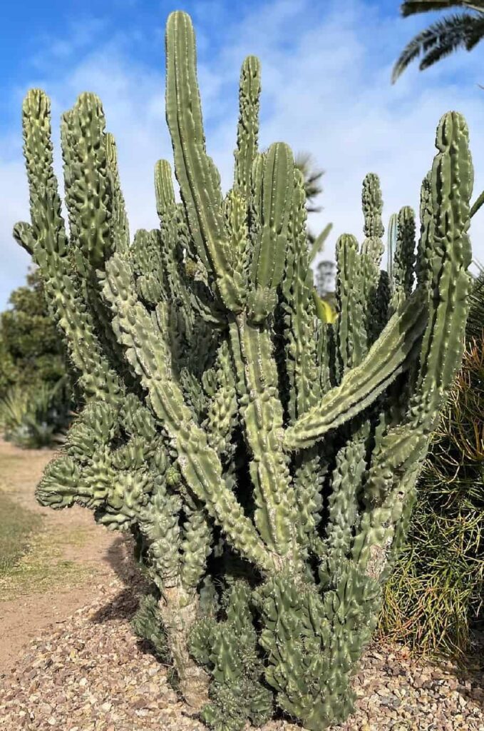 cereus peruvianus monstrose