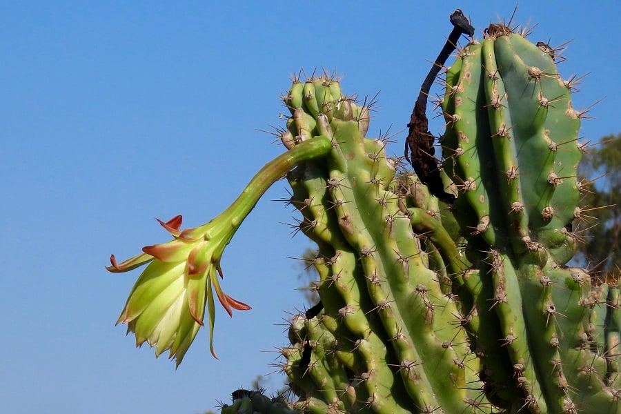 cereus peruvianus monstrose