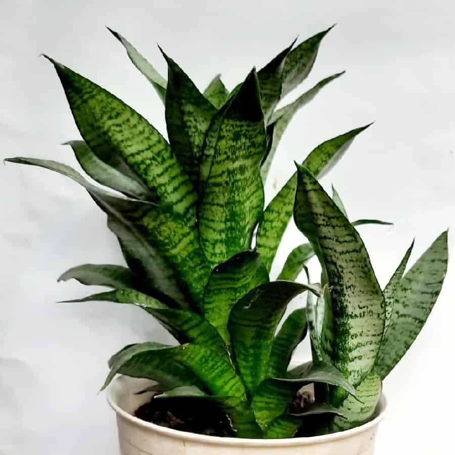 do snake plants like to be crowded
