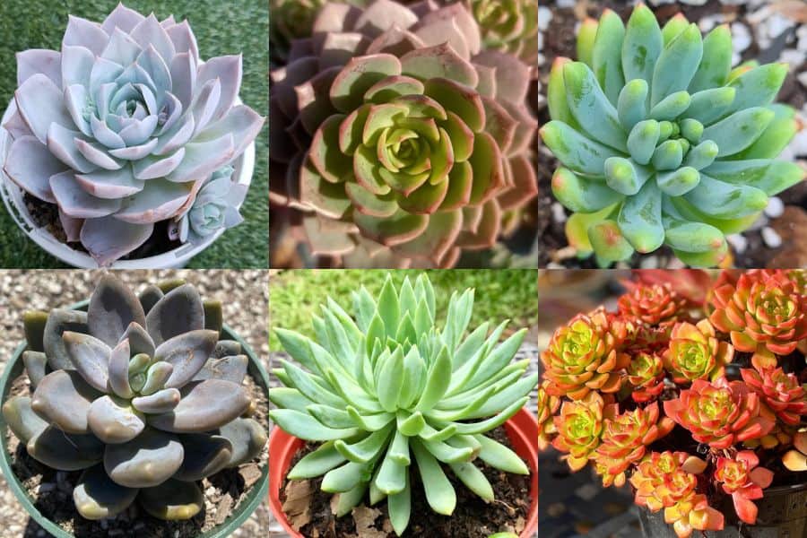 sedeveria hybrids