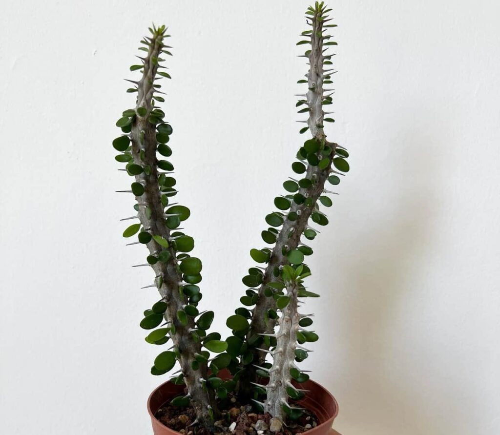Alluaudia procera care