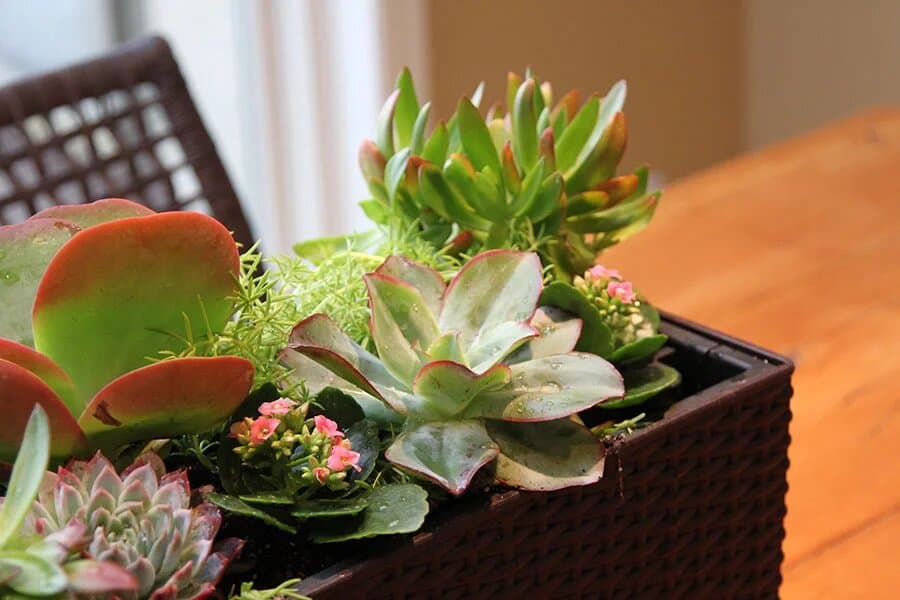 best fertilizer for succulents