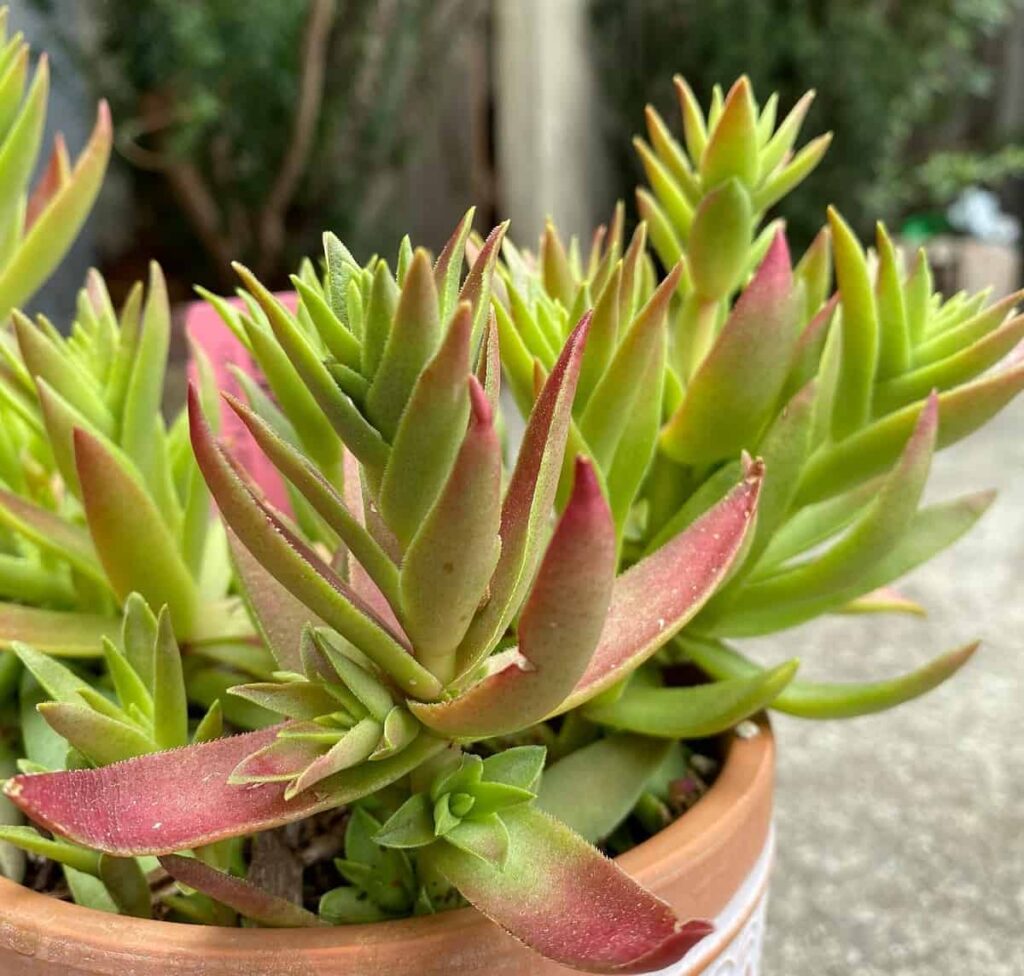 Crassula Sharks Tooth