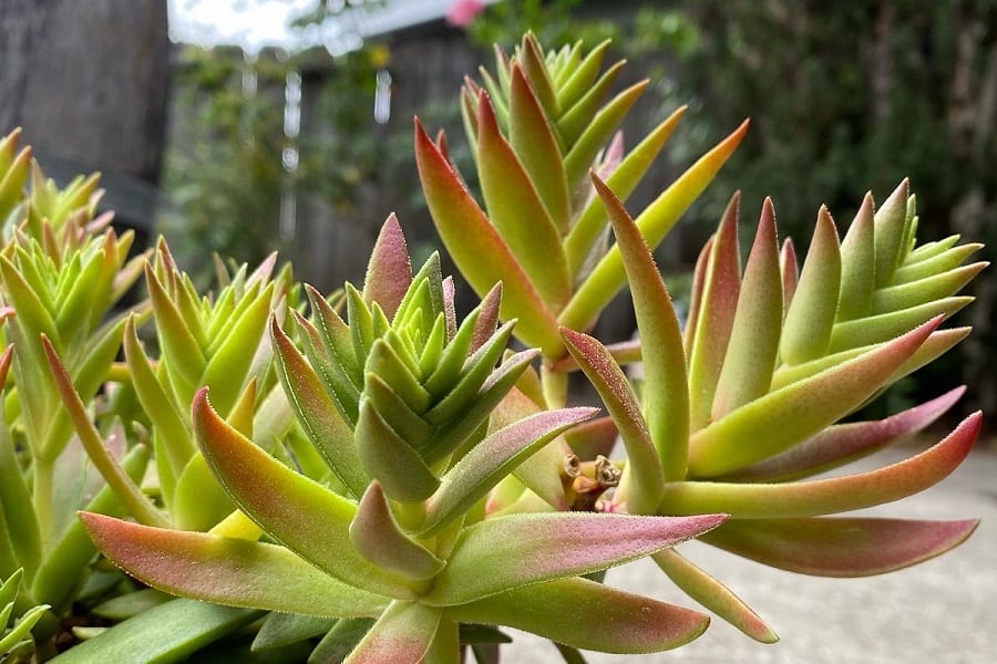 Crassula Sharks Tooth