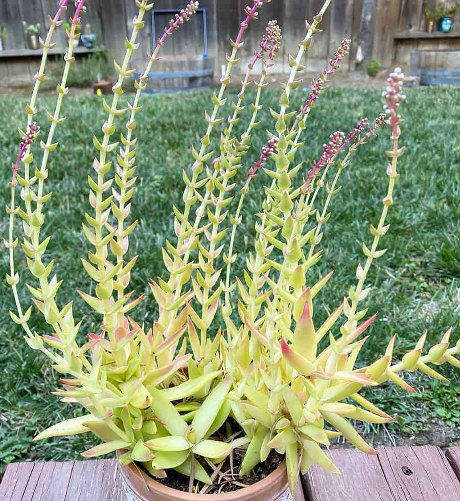 Crassula Sharks Tooth