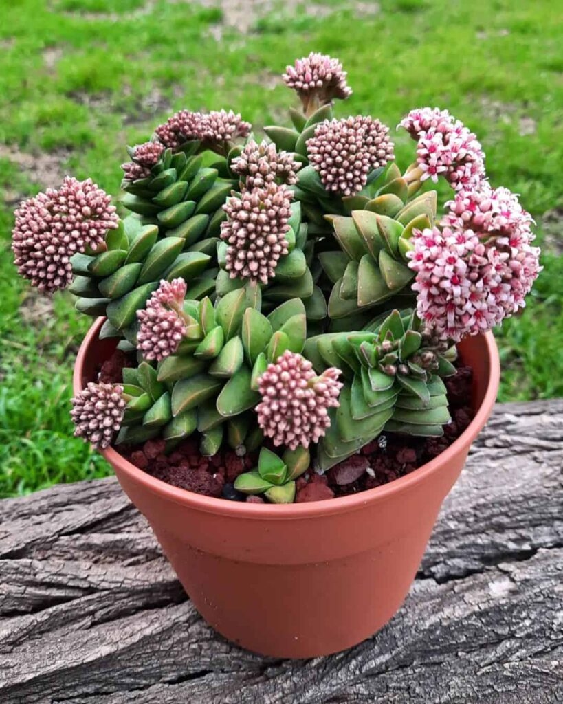 Crassula Springtime