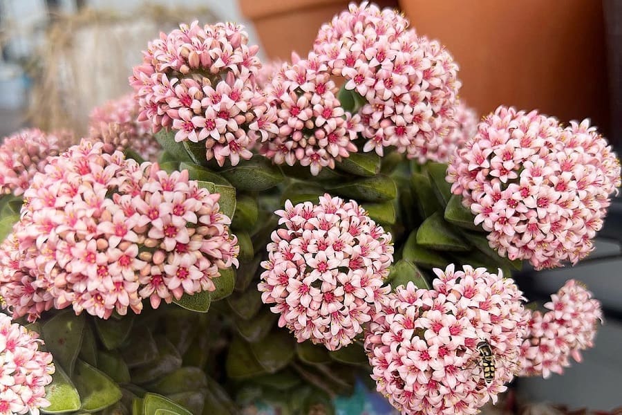 Crassula Springtime