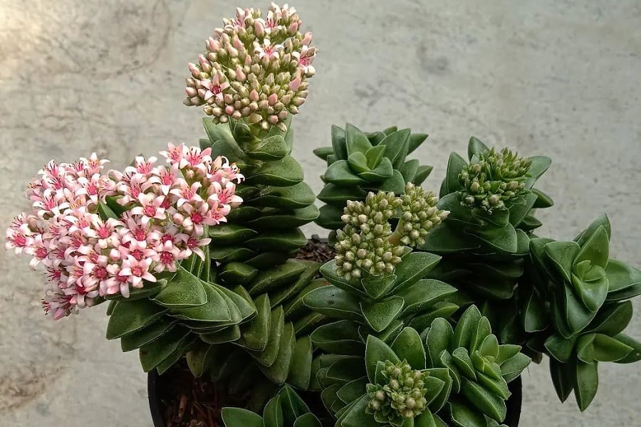 Crassula Springtime