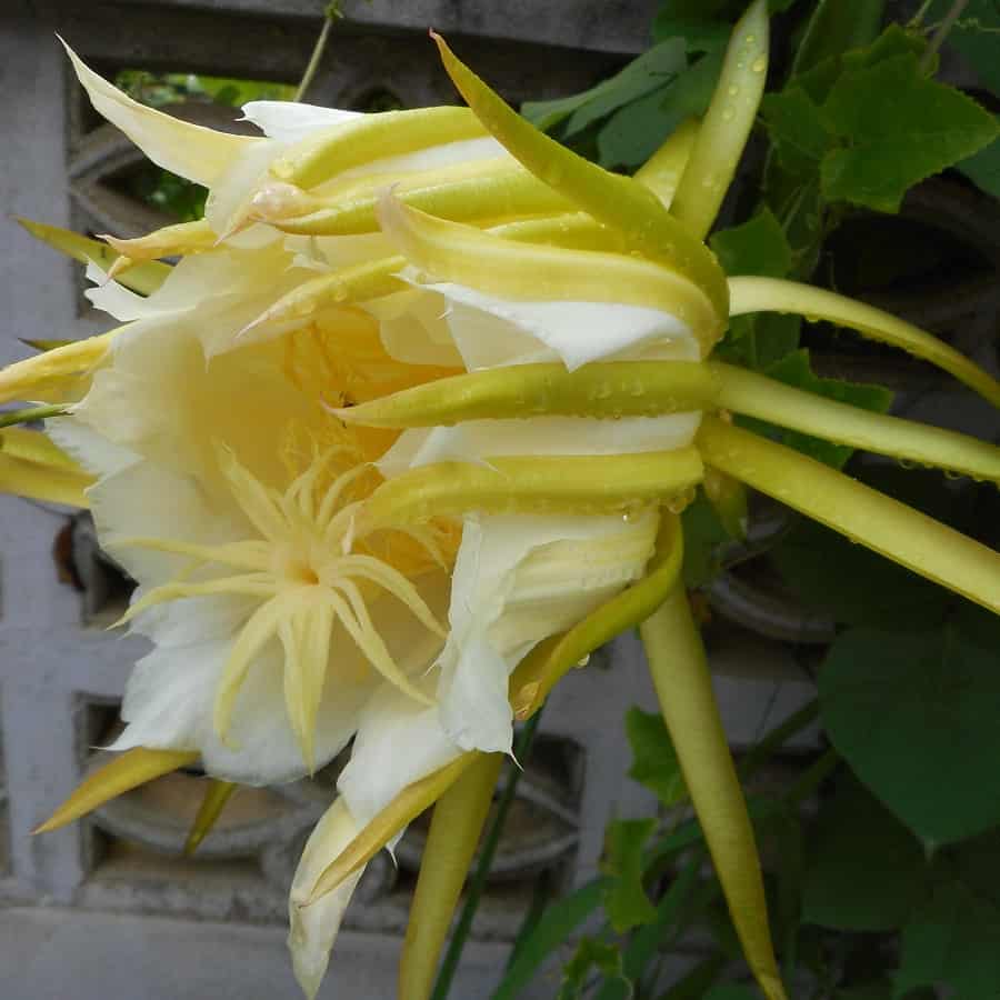 hylocereus guatemalensis