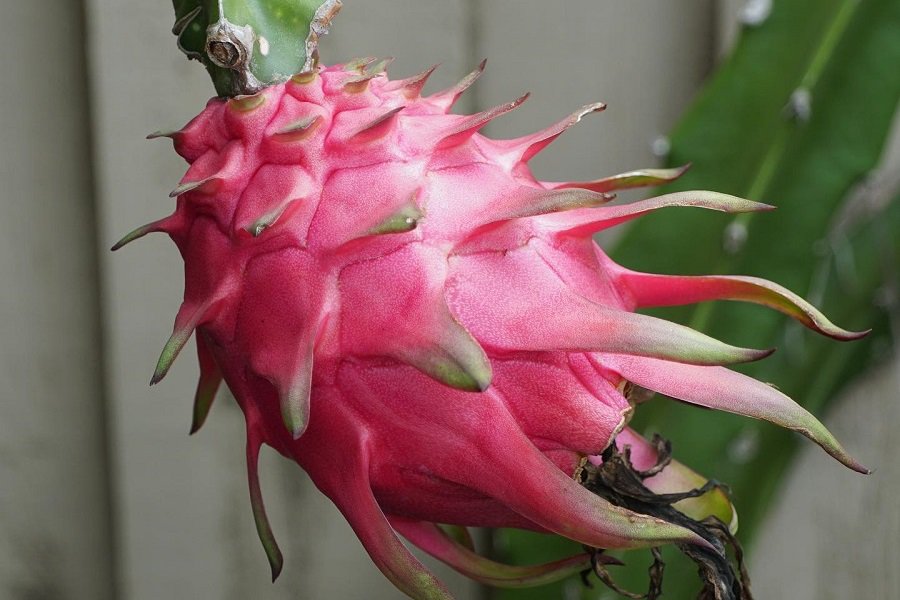 hylocereus guatemalensis