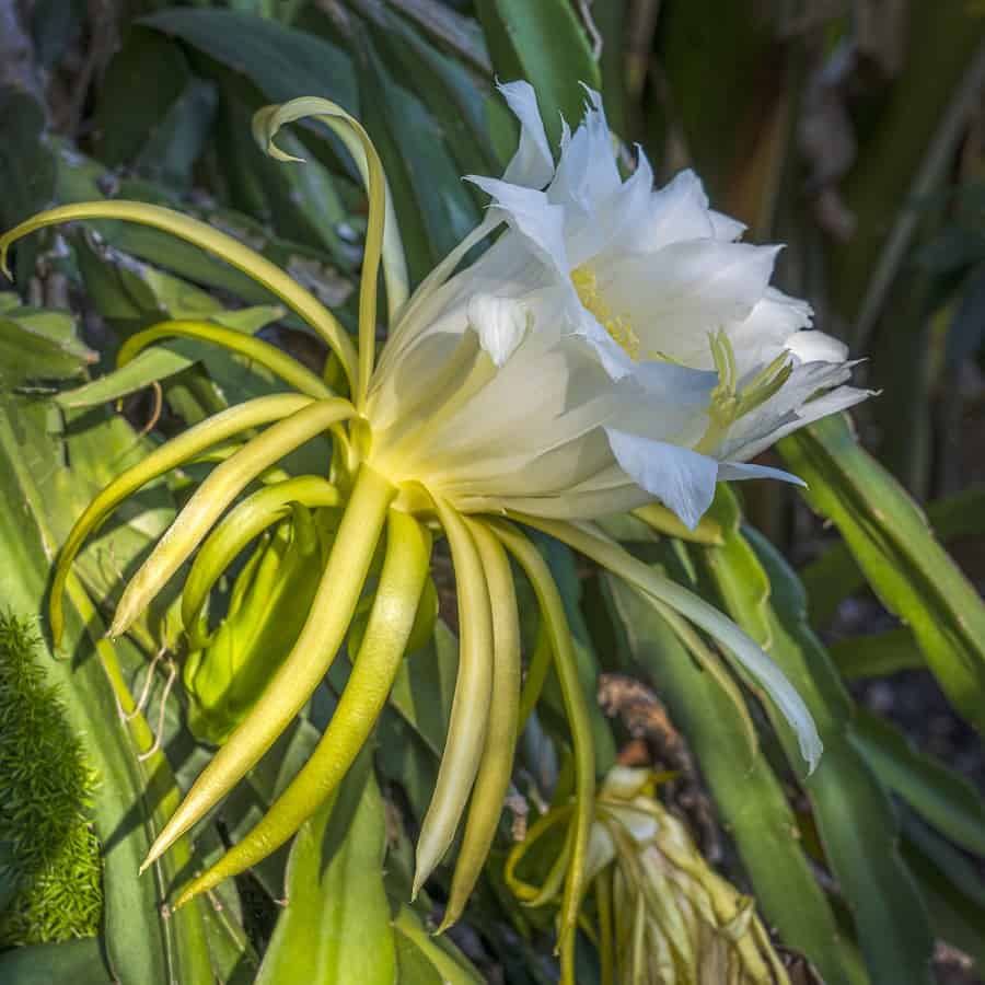 Hylocereus polyrhizus