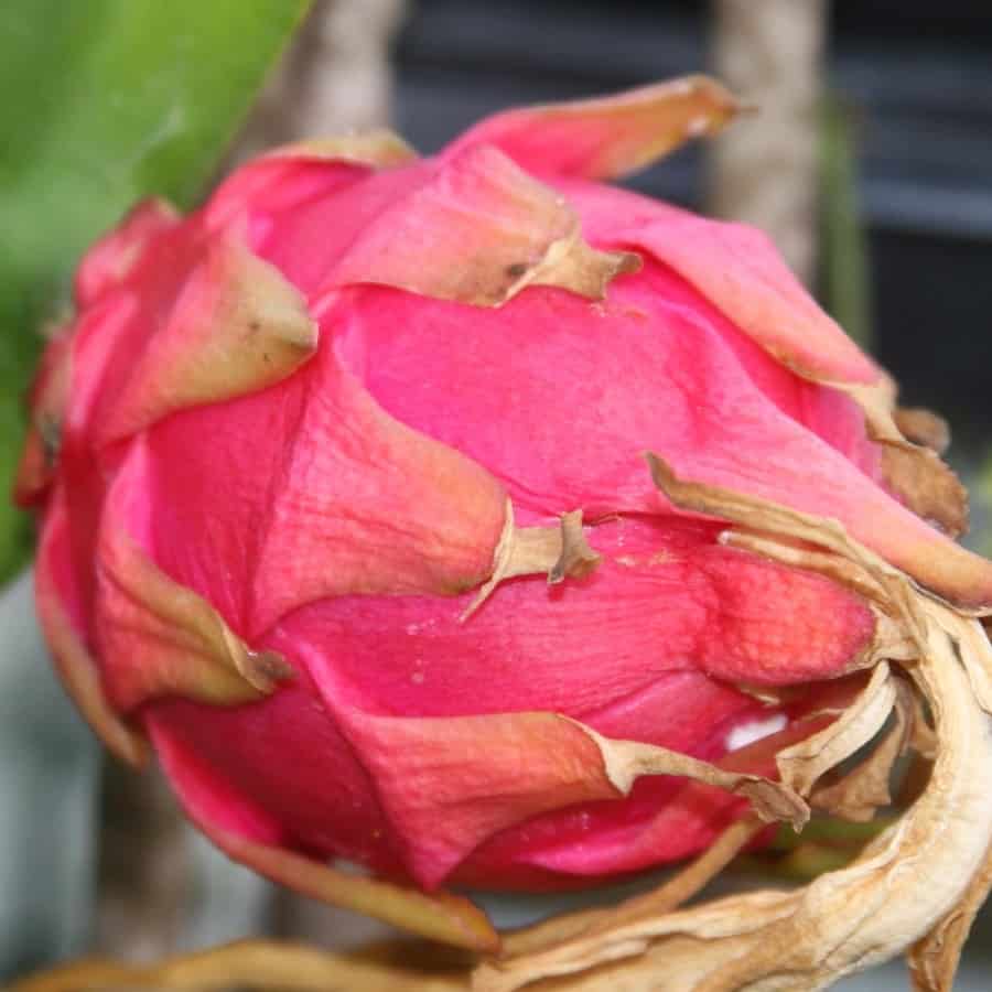 Hylocereus polyrhizus