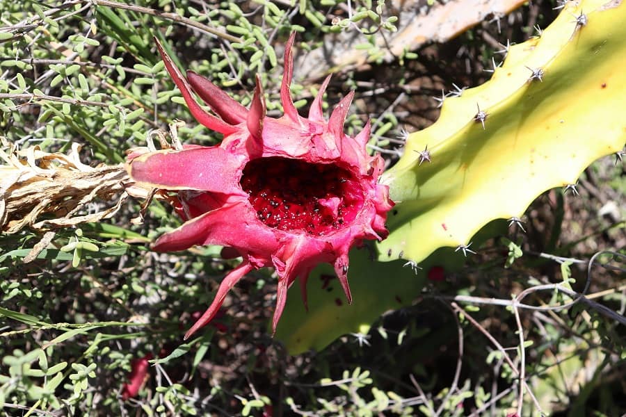 Hylocereus polyrhizus