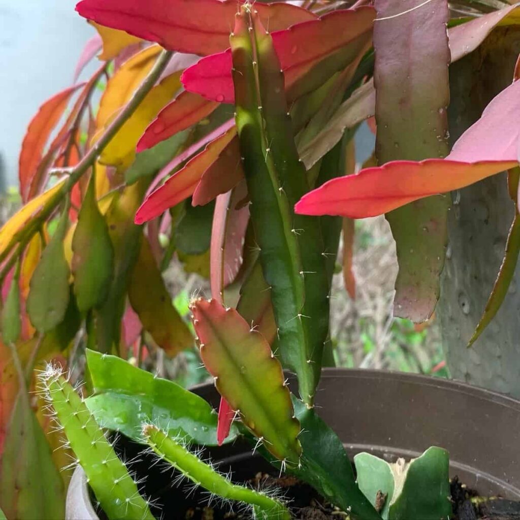 Hylocereus stenopterus