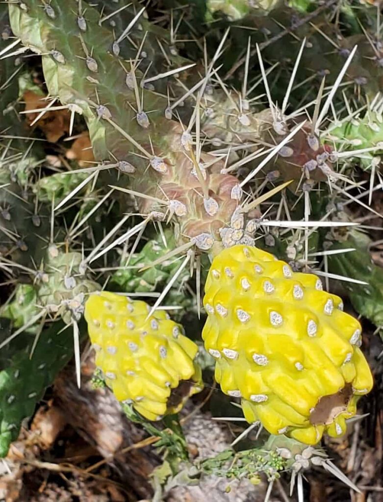 Opuntia whipplei