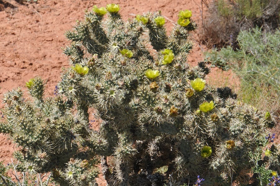 Opuntia whipplei