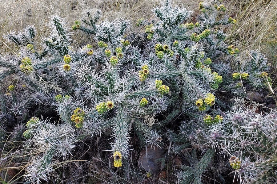 Opuntia whipplei