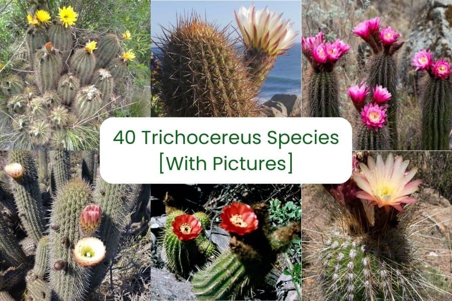 trichocereus species
