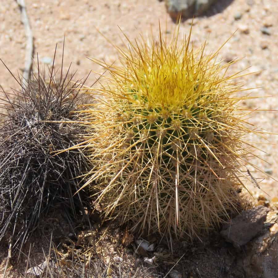 Trichocereus angelesiae