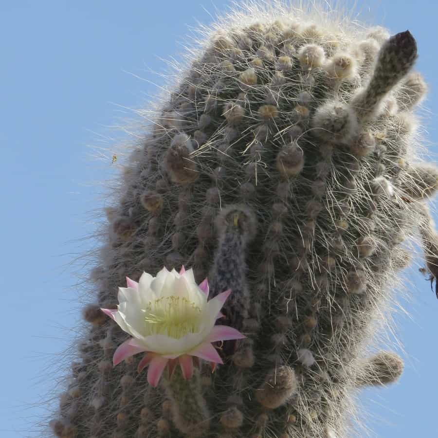 Trichocereus atacamensis subs. pasacana