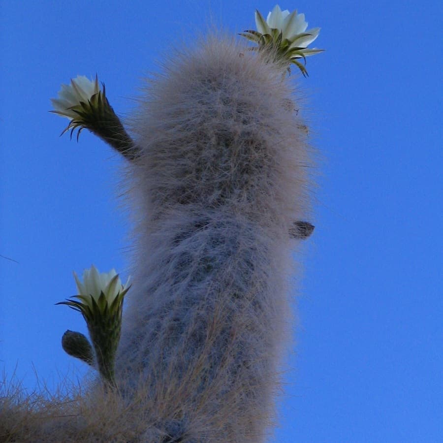 Trichocereus atacamensis
