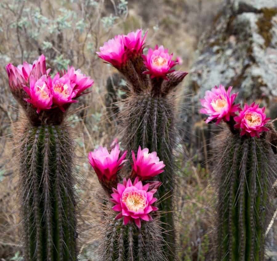Trichocereus bertramianus
