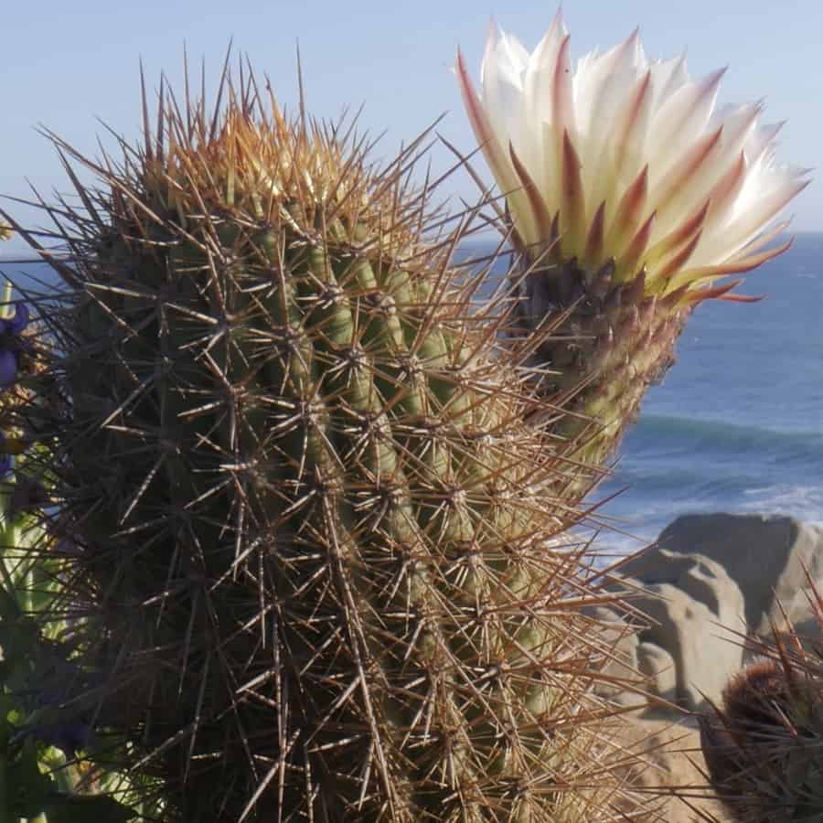 Trichocereus bolligerianus