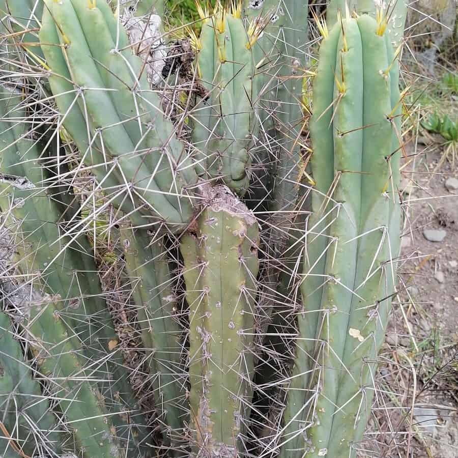 Trichocereus bridgesii