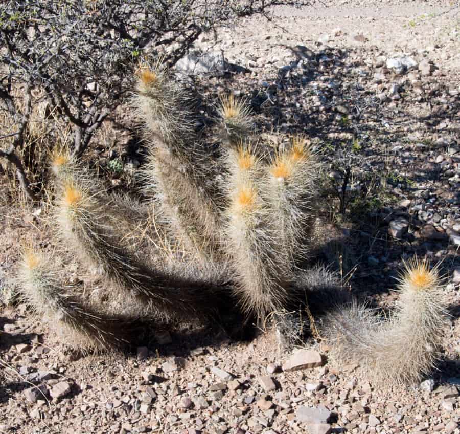 Trichocereus camarguensis