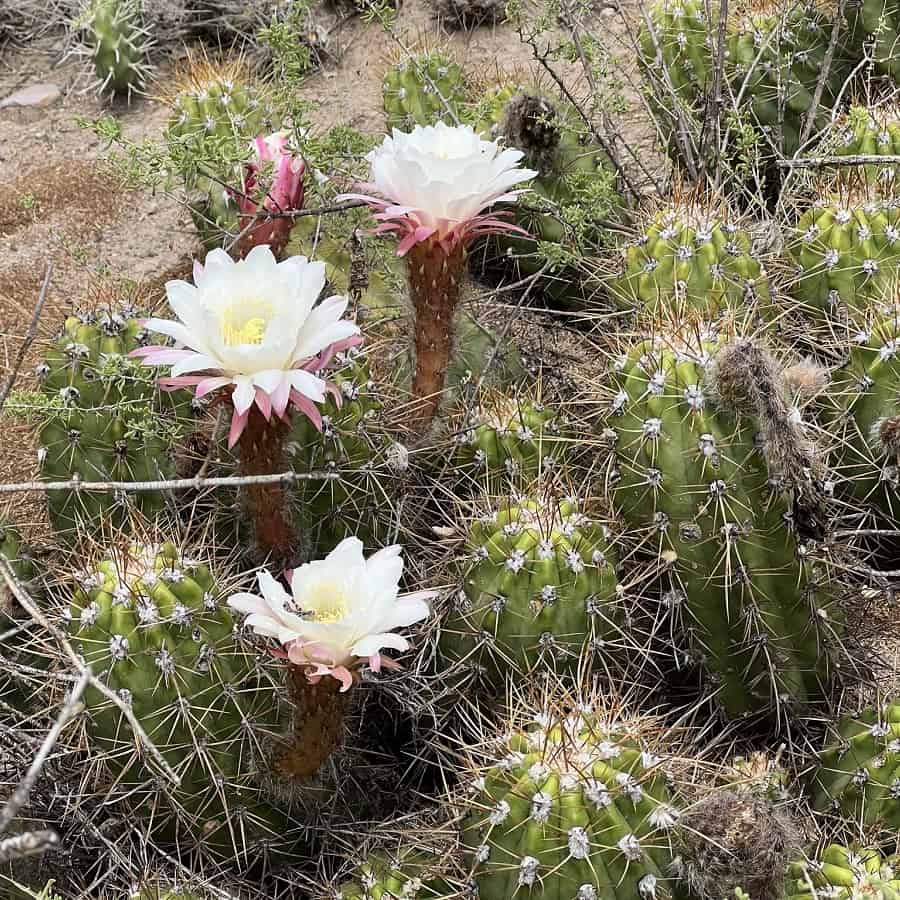 Trichocereus candicans