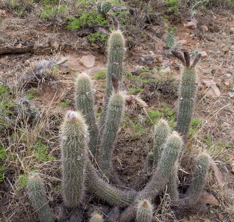 Trichocereus caulescens