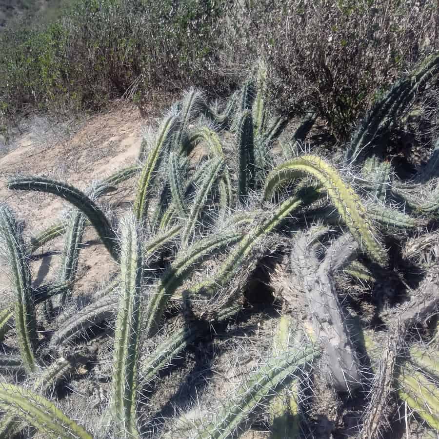 Trichocereus chalaensis