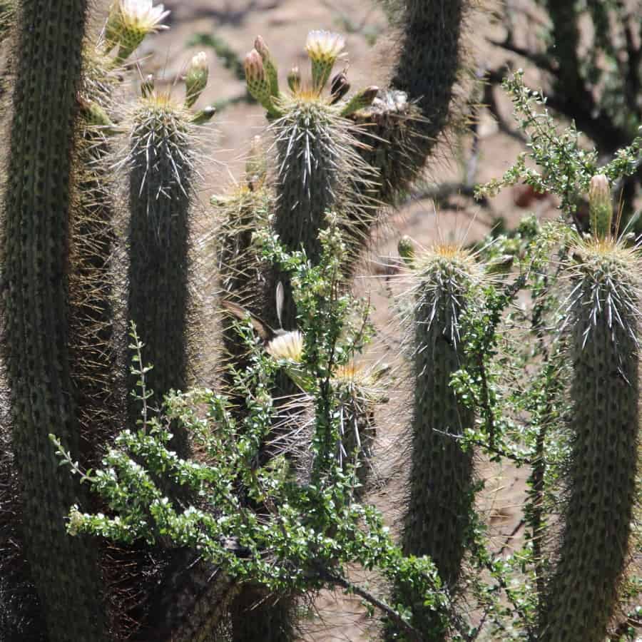 Trichocereus chiloensis subs. eburneus