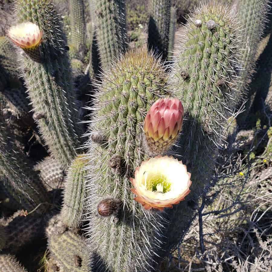 Trichocereus chiloensis subs. litoralis