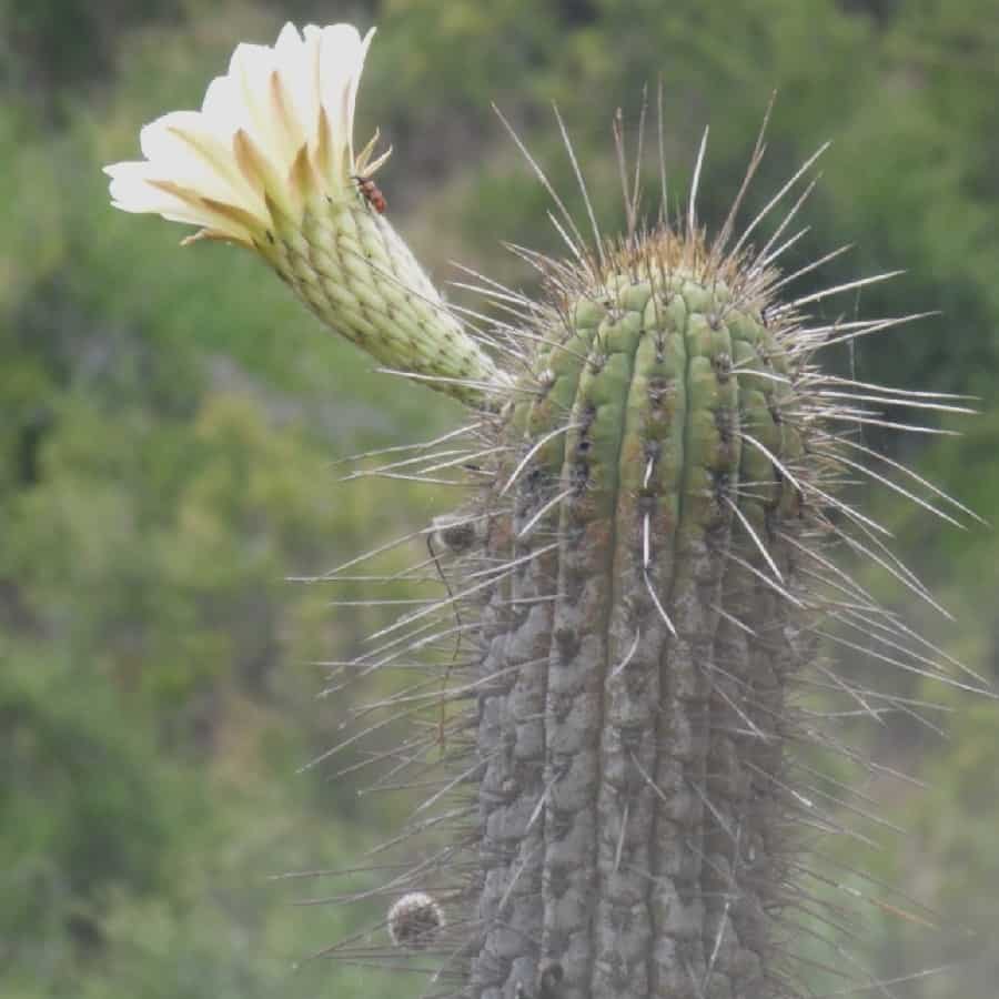Trichocereus chiloensis