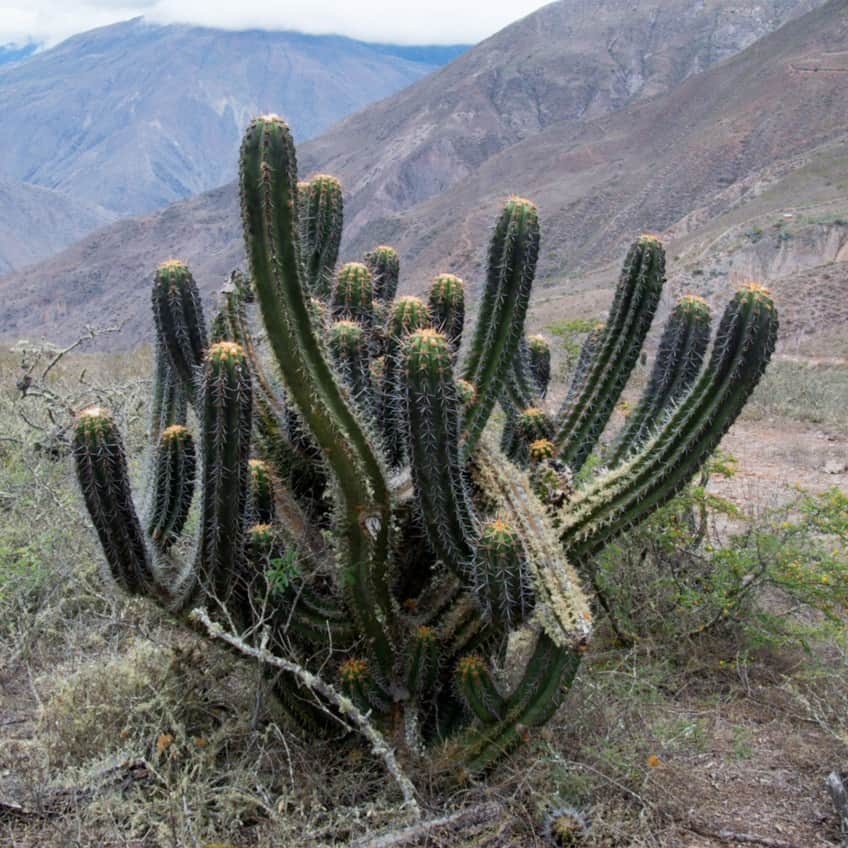 Trichocereus clavatus
