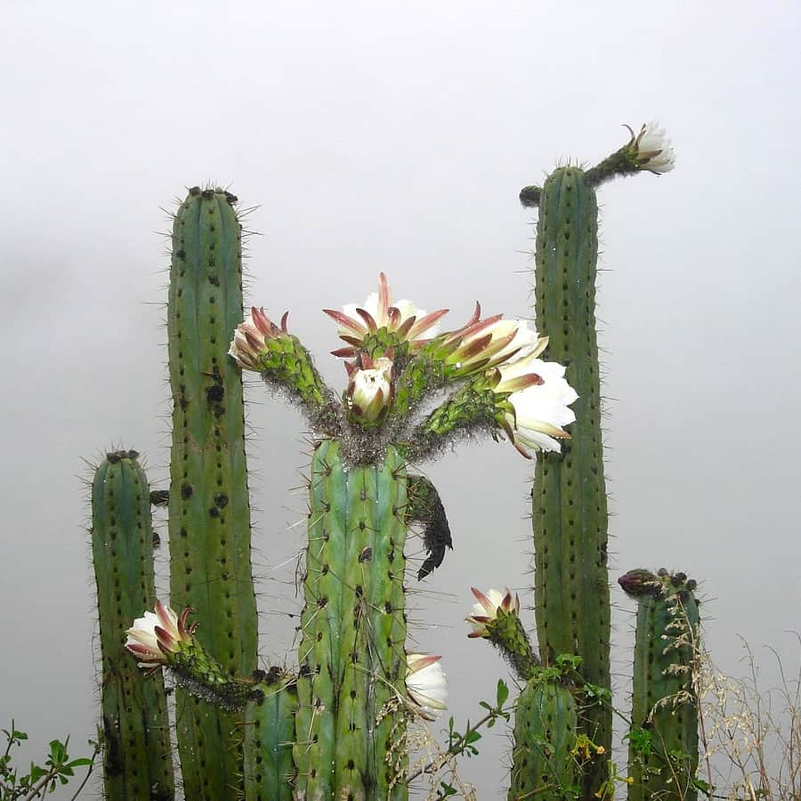 Trichocereus cuzcoensis