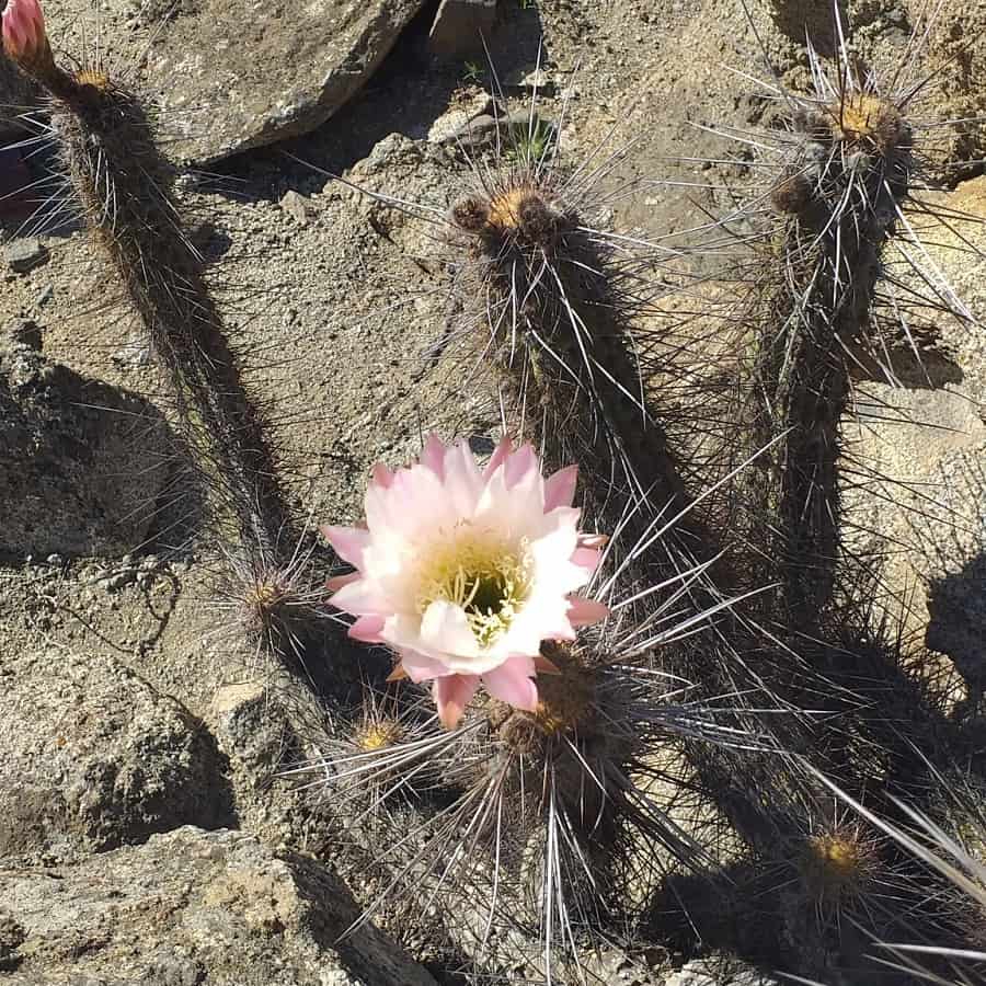 Trichocereus deserticola