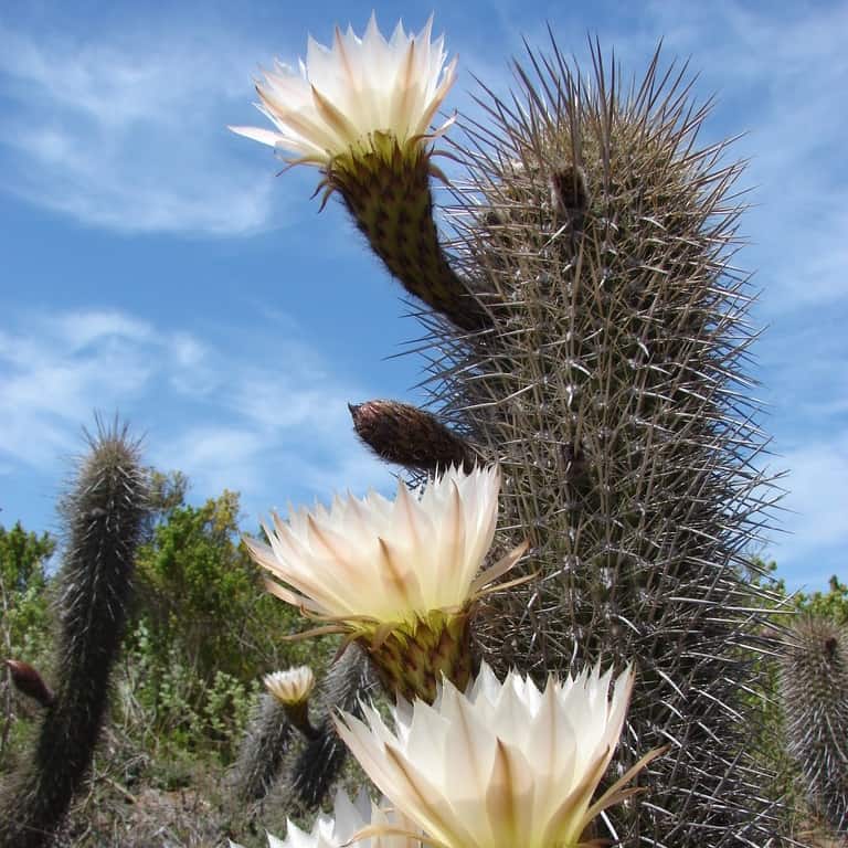 Trichocereus faundezii