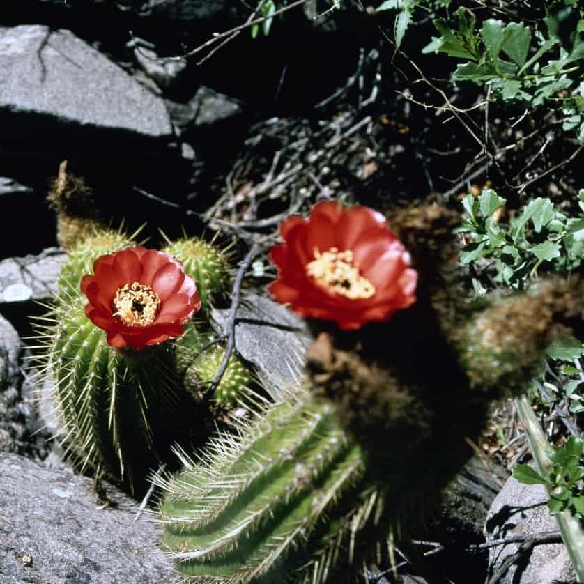 Trichocereus huascha