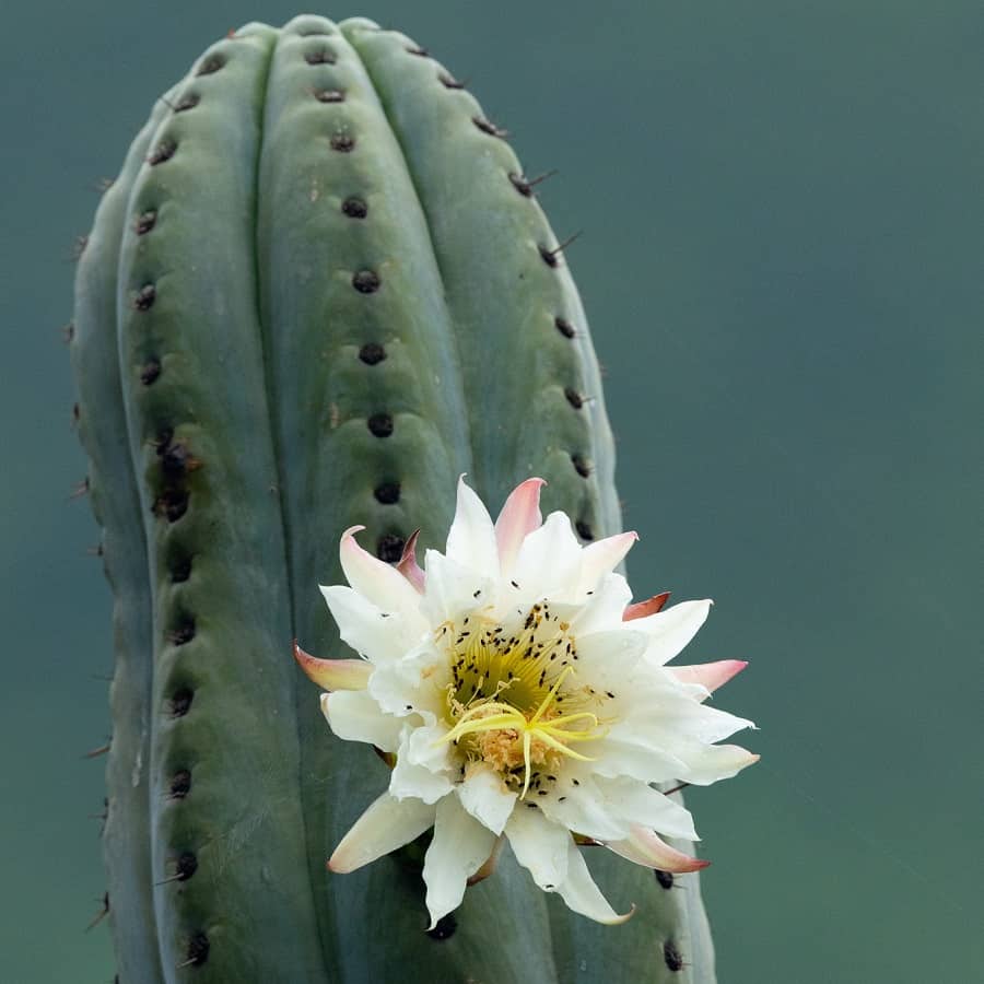 Trichocereus macrogonus subs. pachanoi