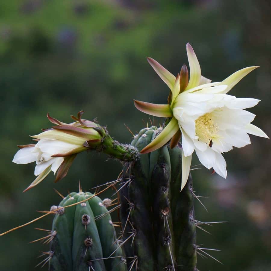 Trichocereus macrogonus subs. peruvianus