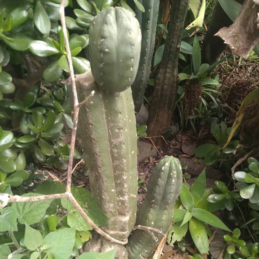 Trichocereus macrogonus