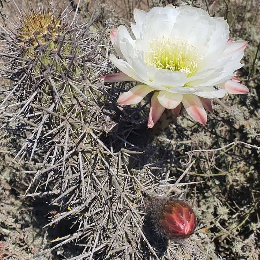 Trichocereus nigripilis