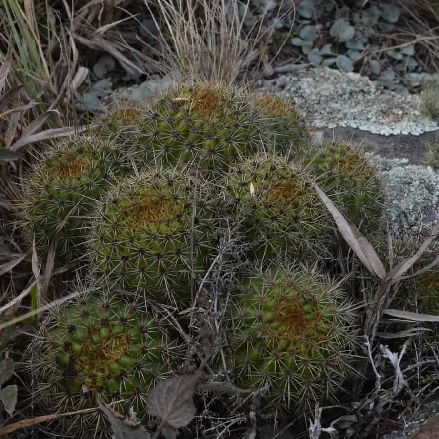 Trichocereus rowleyi