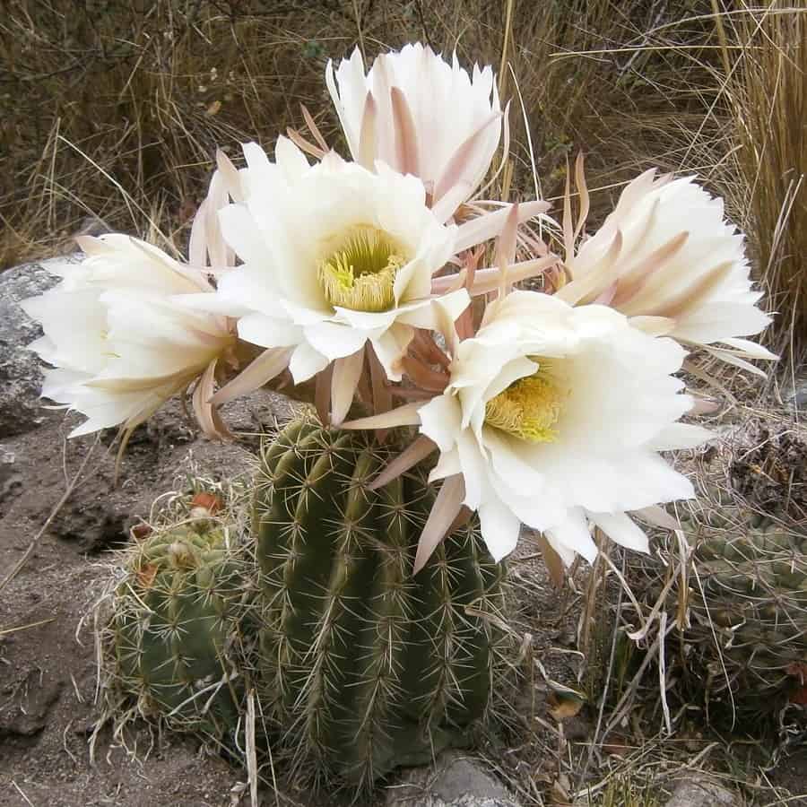 Trichocereus schickendantzii