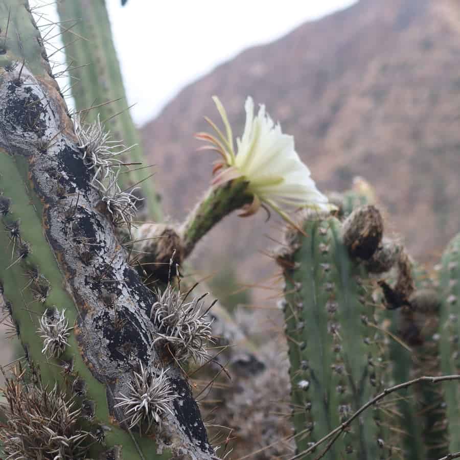 Trichocereus schoenii