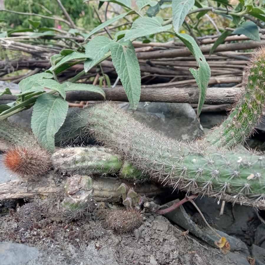 Trichocereus serpentinus